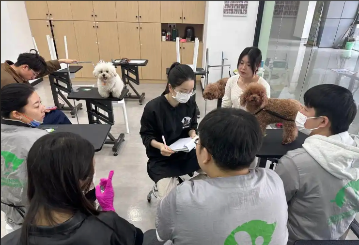 沈阳新民市宠物美容师宠物美容培训学校 - 厂家